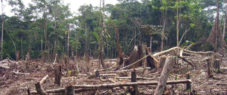 deforestacion.png