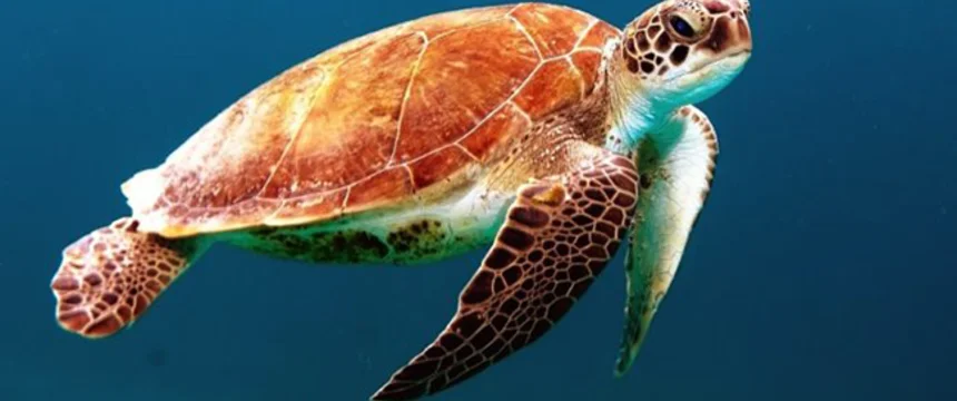 turtle-863336_960_720-696x435.jpg